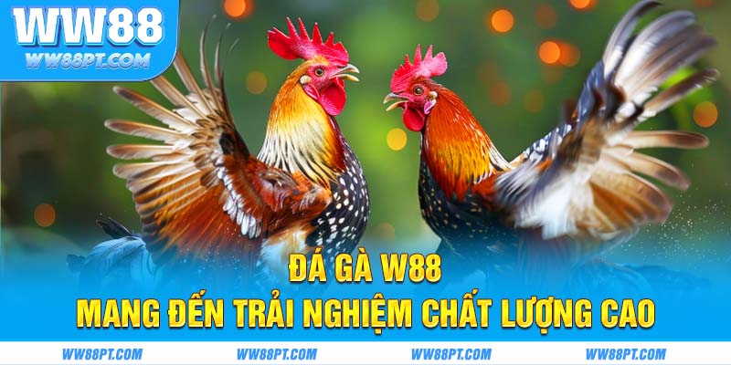 Đá gà WW88 mang đến trải nghiệm chất lượng cao