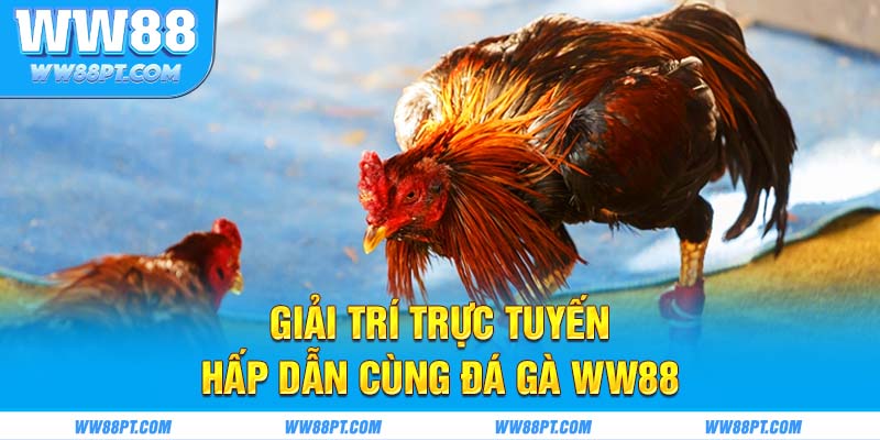 Giải trí trực tuyến hấp dẫn cùng đá gà WW88