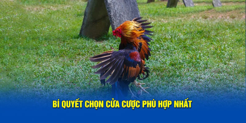 Bí quyết chọn cửa cược phù hợp nhất