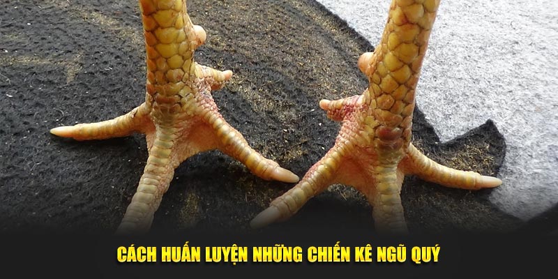 Cách huấn luyện những chiến kê ngũ quý