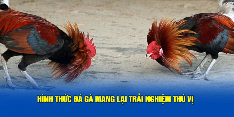 Hình thức đá gà mang lại trải nghiệm thú vị