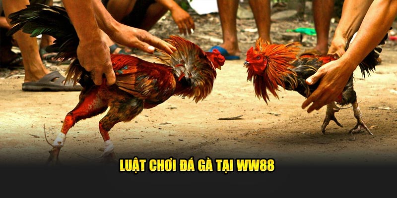 Luật chơi đá gà tại WW88