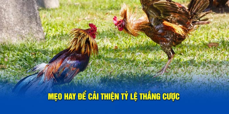 Mẹo hay để cải thiện tỷ lệ thắng cược