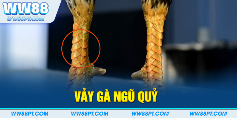 Vảy gà ngũ quỷ